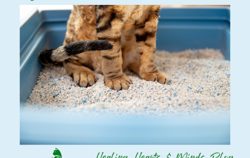 kitty in litter box