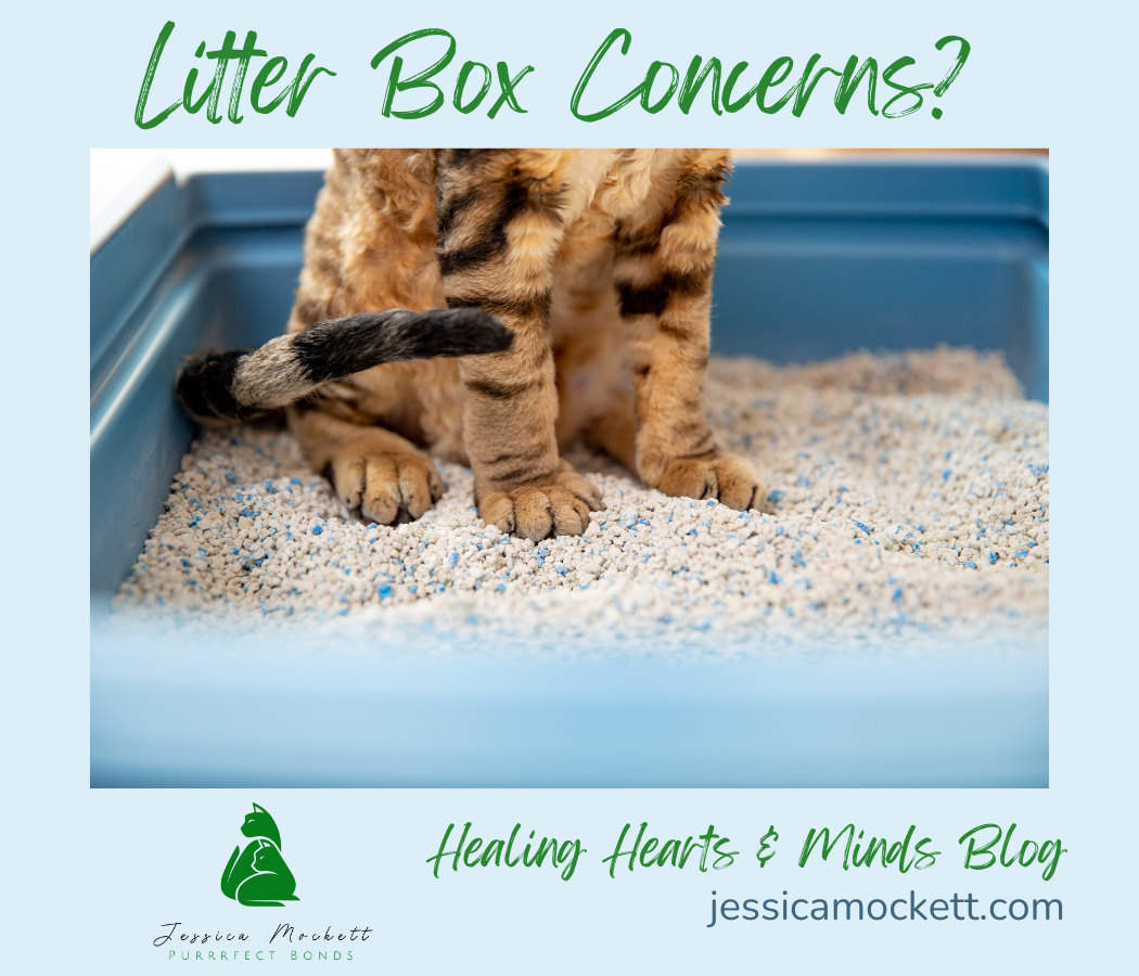 kitty in litter box