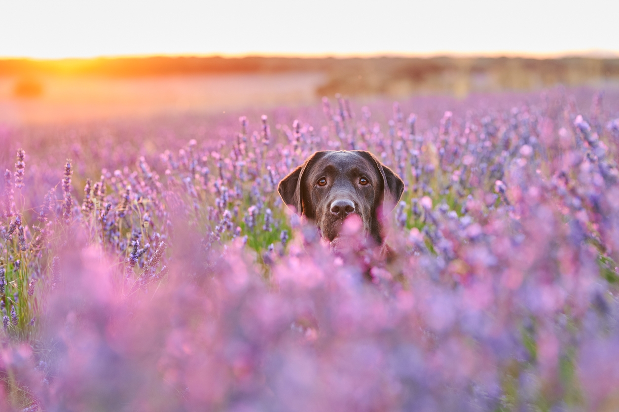 holistic health support for pets. Dog in field of flowers