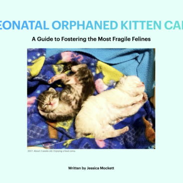 Neonatal Orphaned Kitten Care