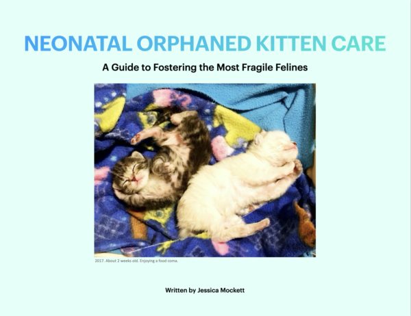 Neonatal Orphaned Kitten Care