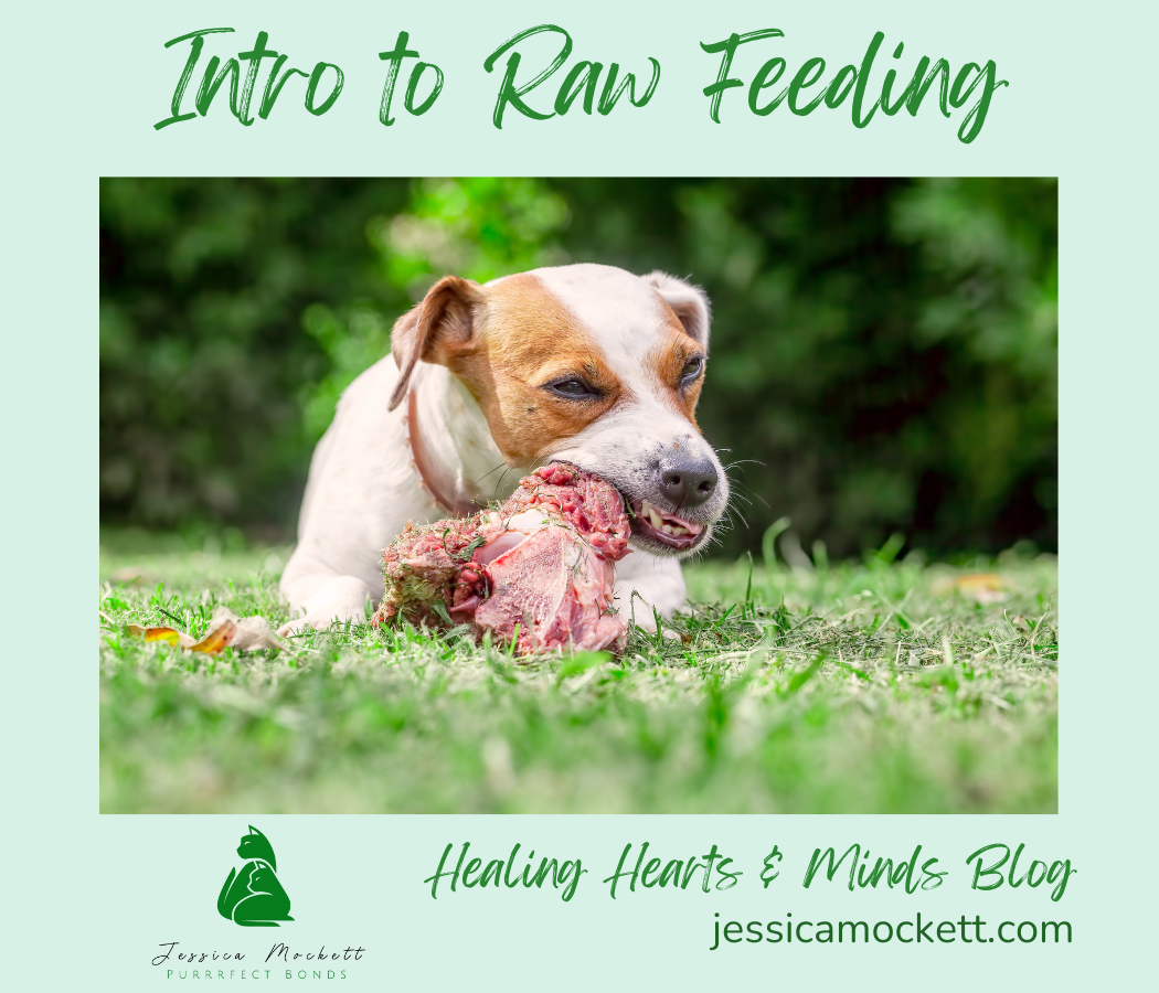 Introduction to Raw Feeding