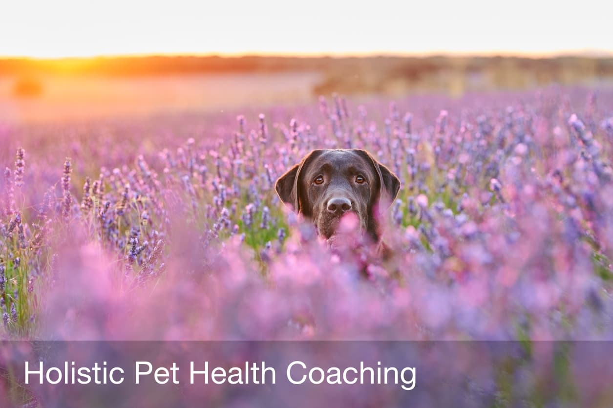 pet-holistic-healing (1)